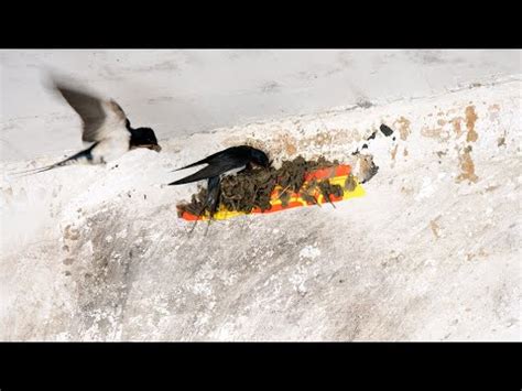 怎麼防止燕子築巢 八宮是什麼